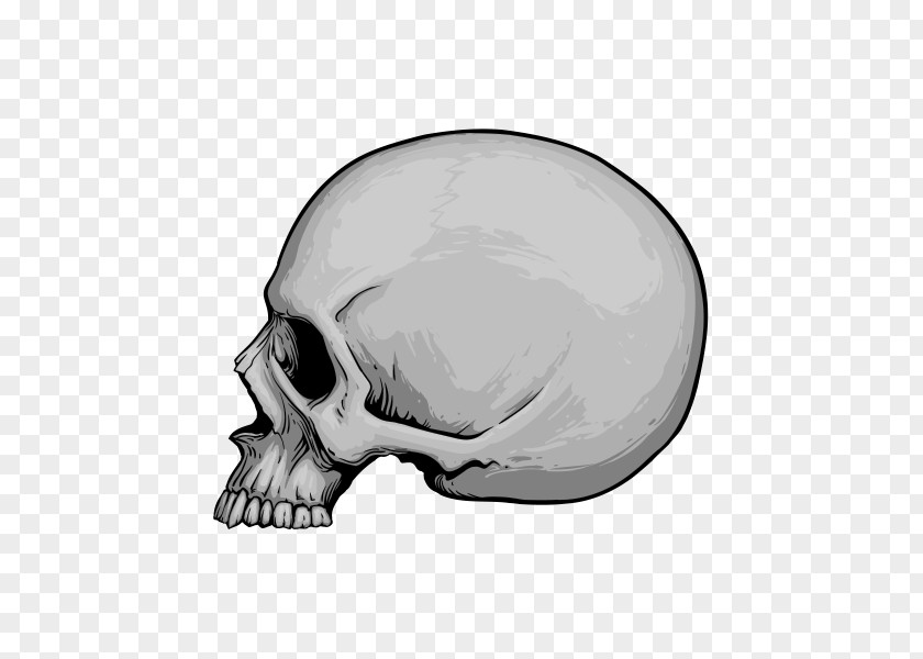 Skull Drawing PNG