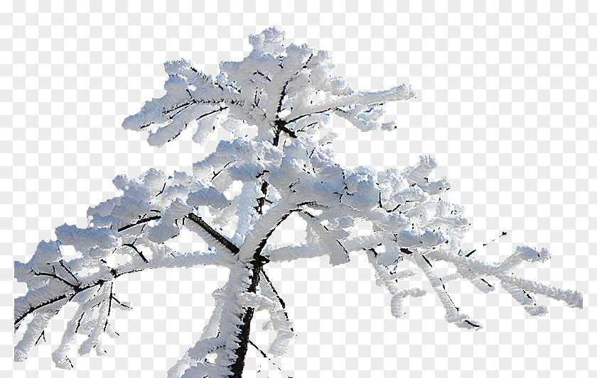 Winter Snow Branches Creative PNG