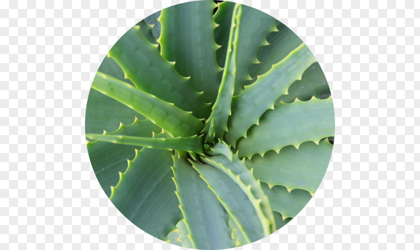 Aloe Vera Gel Medicinal Plants Cape PNG