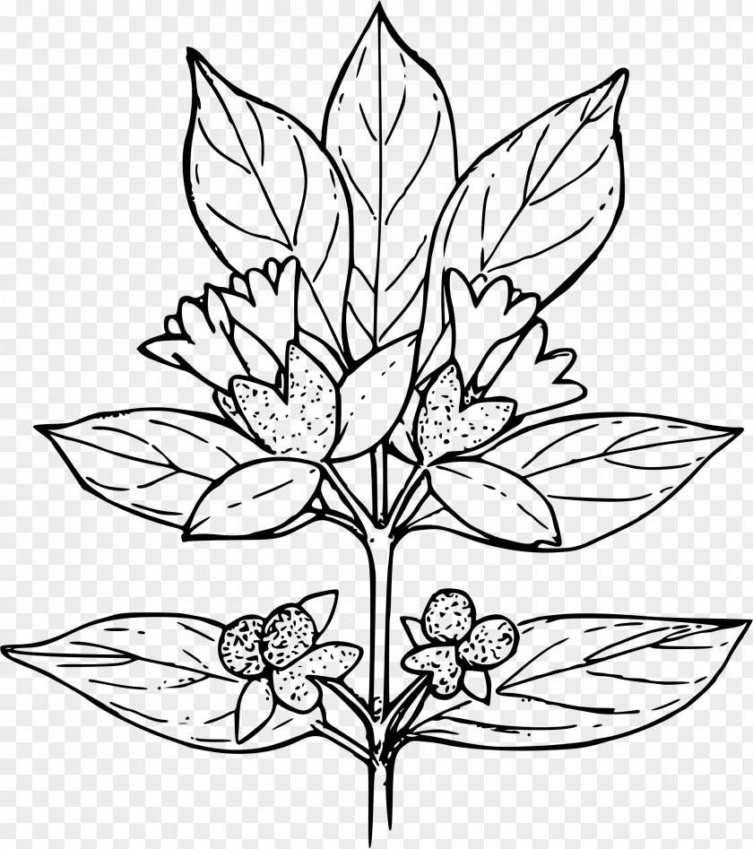 Biopharmaceutical Color Pages Coloring Book Plant Child Shrub PNG