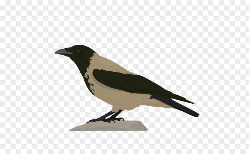 Bird Eurasian Magpie American Crow Common Blackbird Hooded PNG