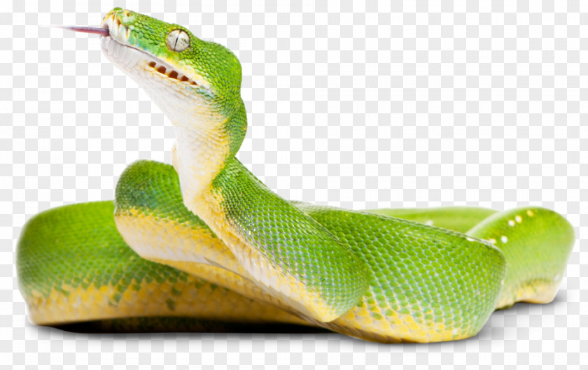Reptile Green Tree Python Snake Crocodiles Photography PNG