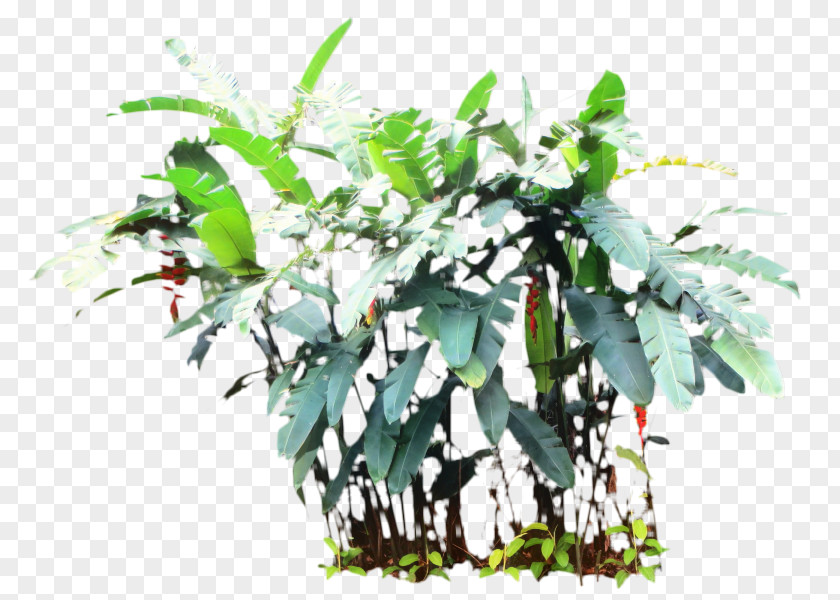 Vascular Plant Herb Tree Leaf PNG