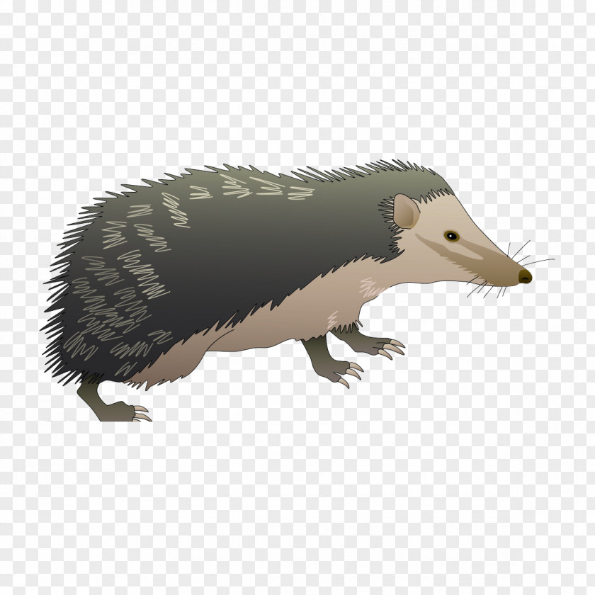 Cartoon Hedgehog Euclidean Vector Honey Badger PNG