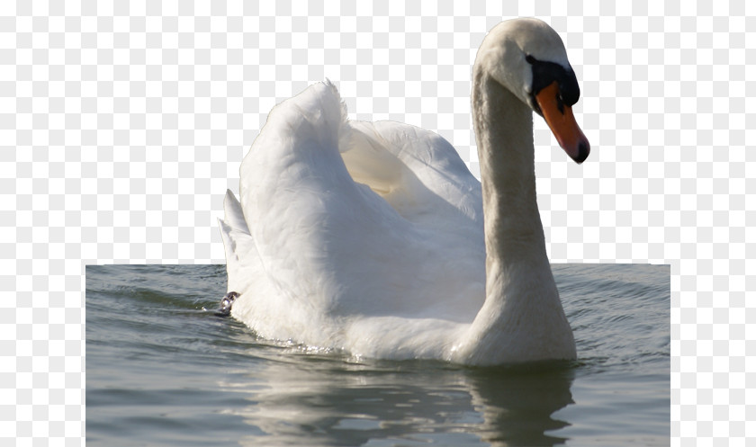 Goose Mute Swan Domestic Bird PNG