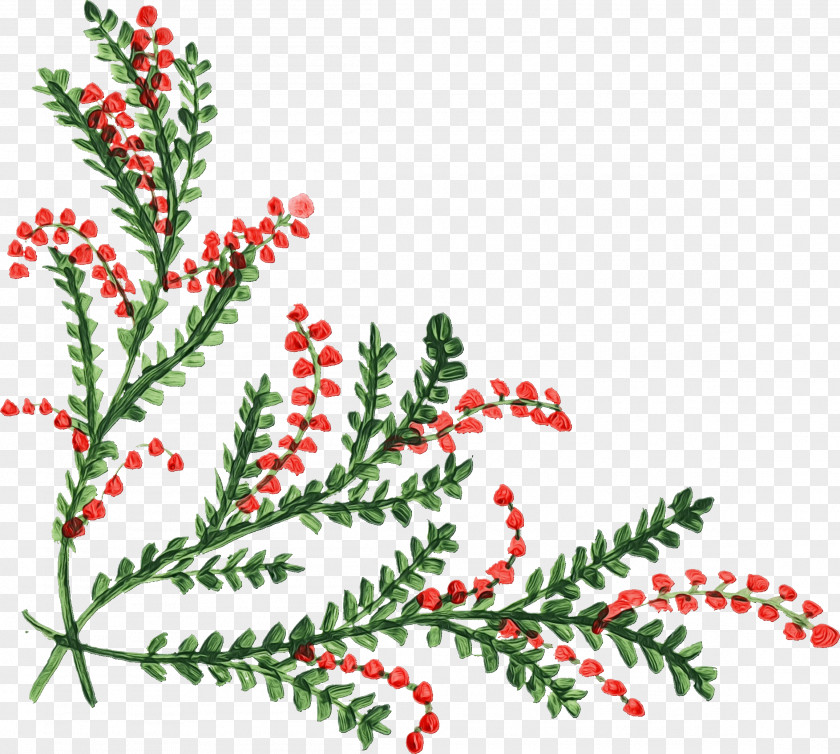 Holly Pine Family Background Day PNG
