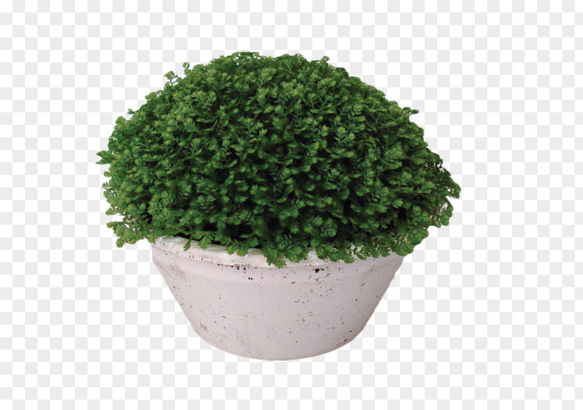 Monstera Moss Houseplant Flowerpot Ornamental Plant PNG