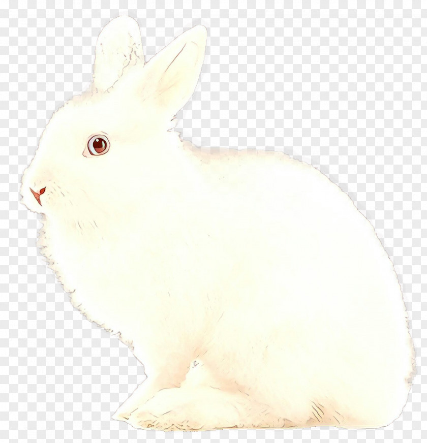 Beige Whiskers Rabbit Rabbits And Hares White Domestic Hare PNG