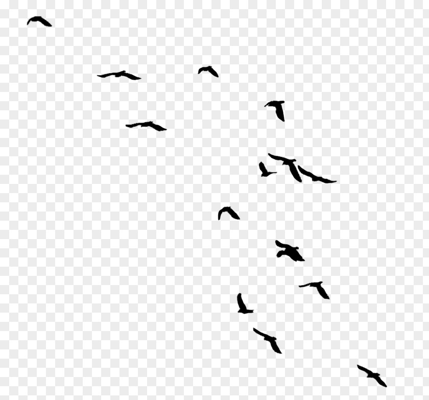 Bird Migration Kacke Hashtag Clip Art PNG