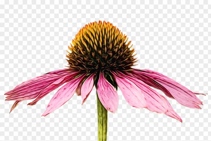 Flower Coneflower Petal Plants Science PNG