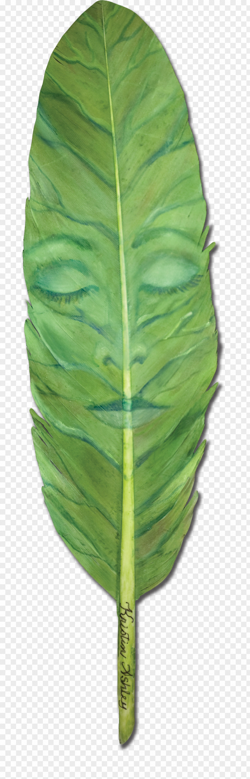 Leaf All Rights Reserved Email Plant Stem PNG