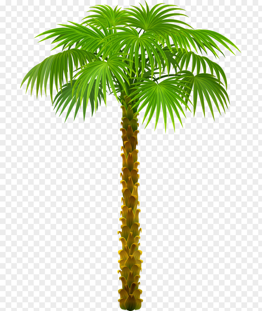 Tree Arecaceae California Palm Clip Art PNG