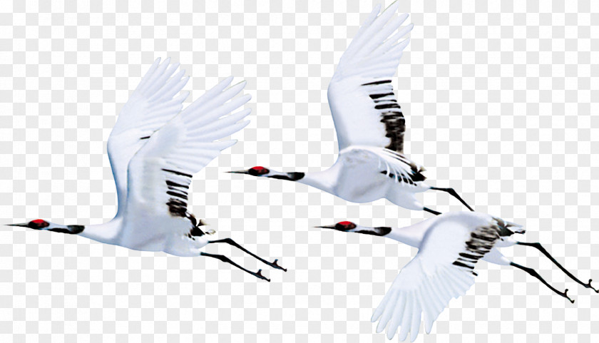 White Crane Red-crowned Bird Flight Siberian PNG
