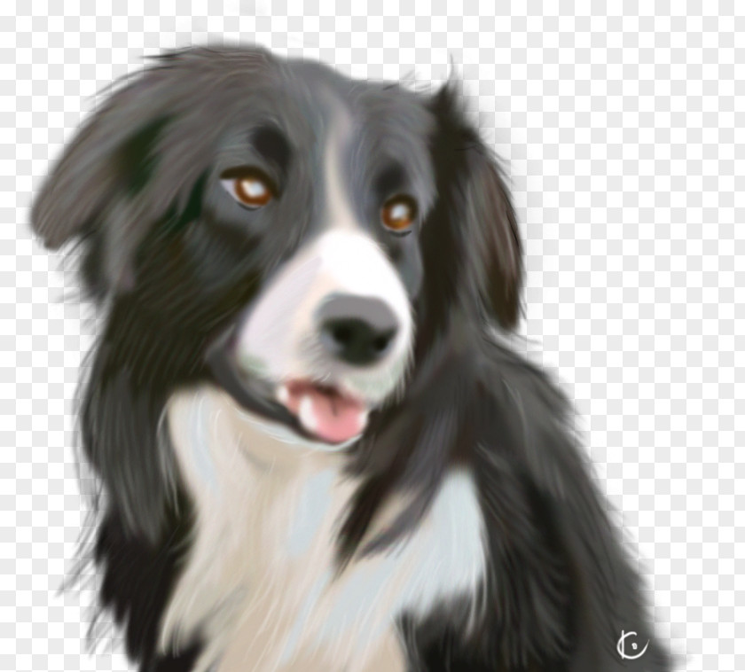 Border Colli Collie English Shepherd Rough Dog Breed Companion PNG