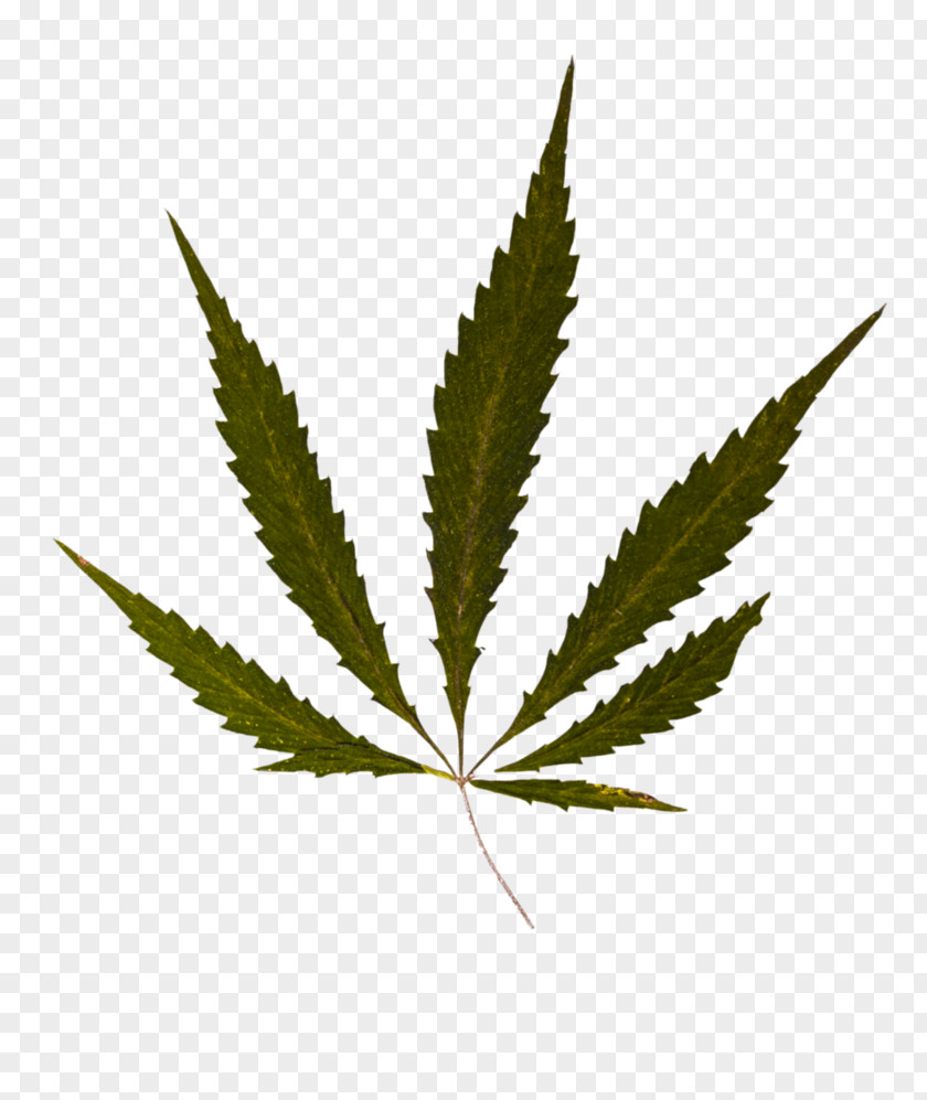 Cannabis Smoking Medical PNG