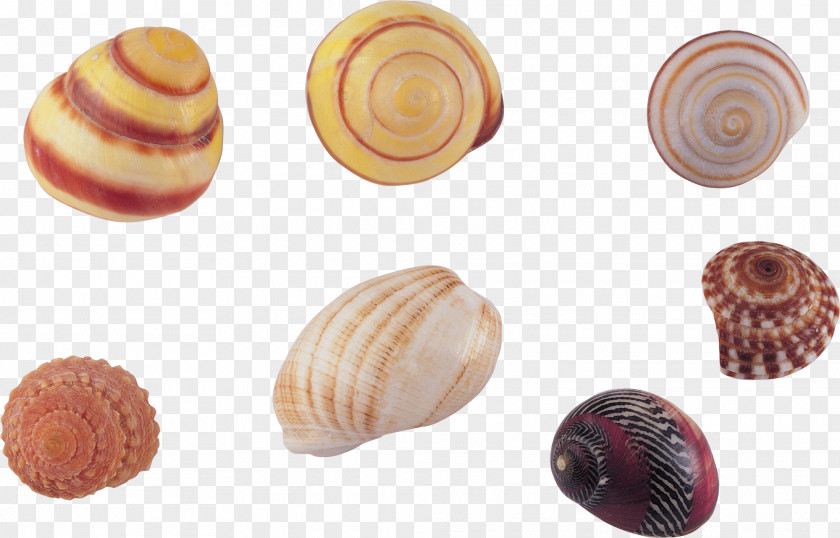 Seashell Sea Snail Clip Art PNG