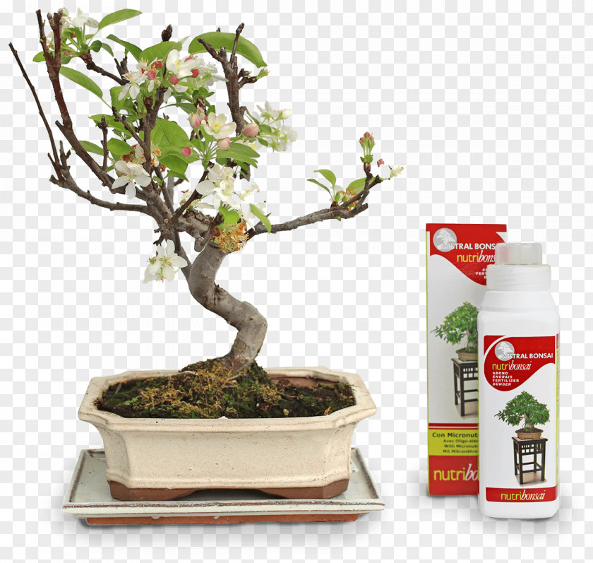Shipping Chinese Sweet Plum Flowerpot Tree Sageretia PNG