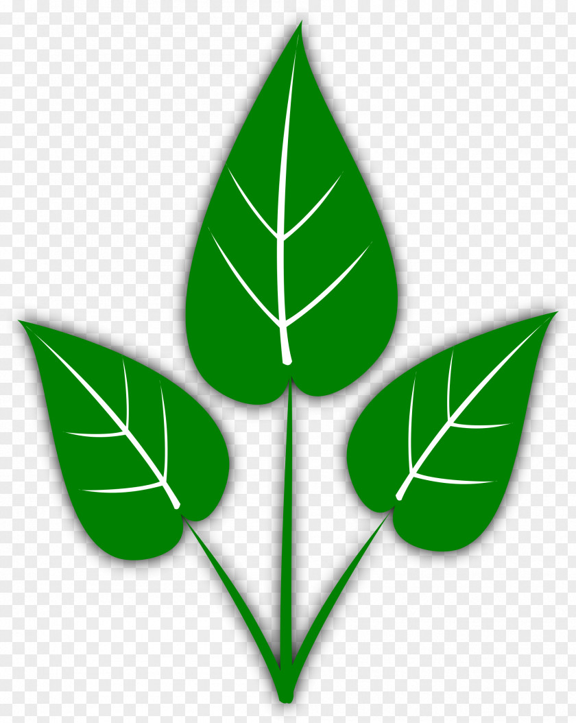 Big Leaves Cliparts Leaf Aquatic Plant Capsicum Annuum Clip Art PNG