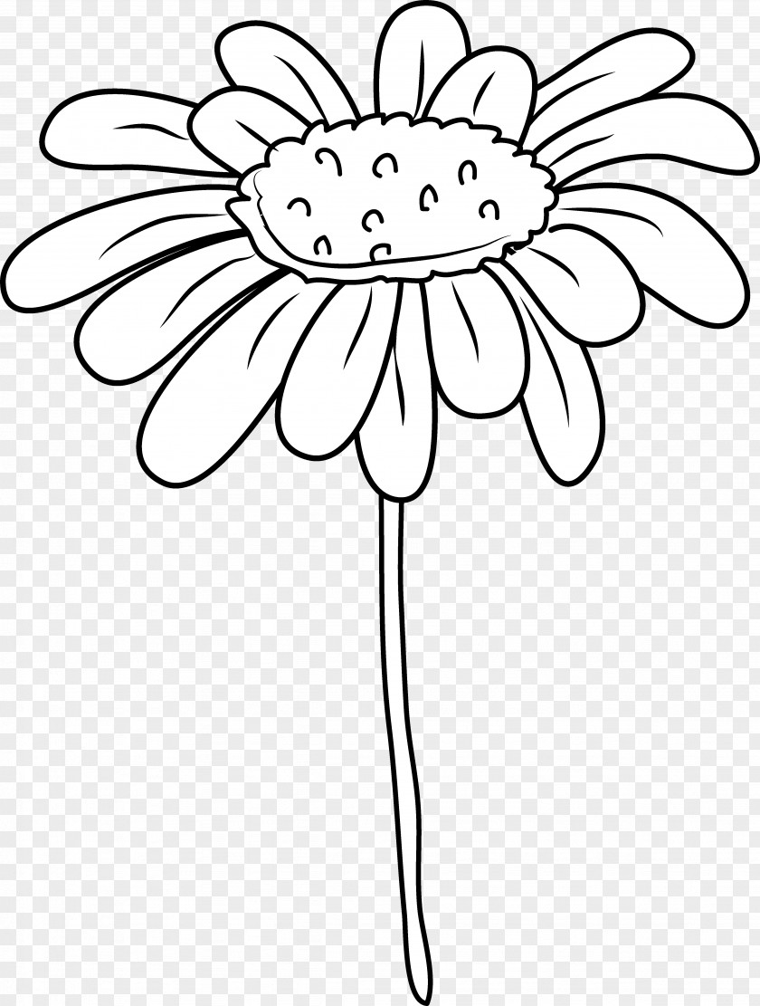 Drawing Common Daisy Clip Art PNG