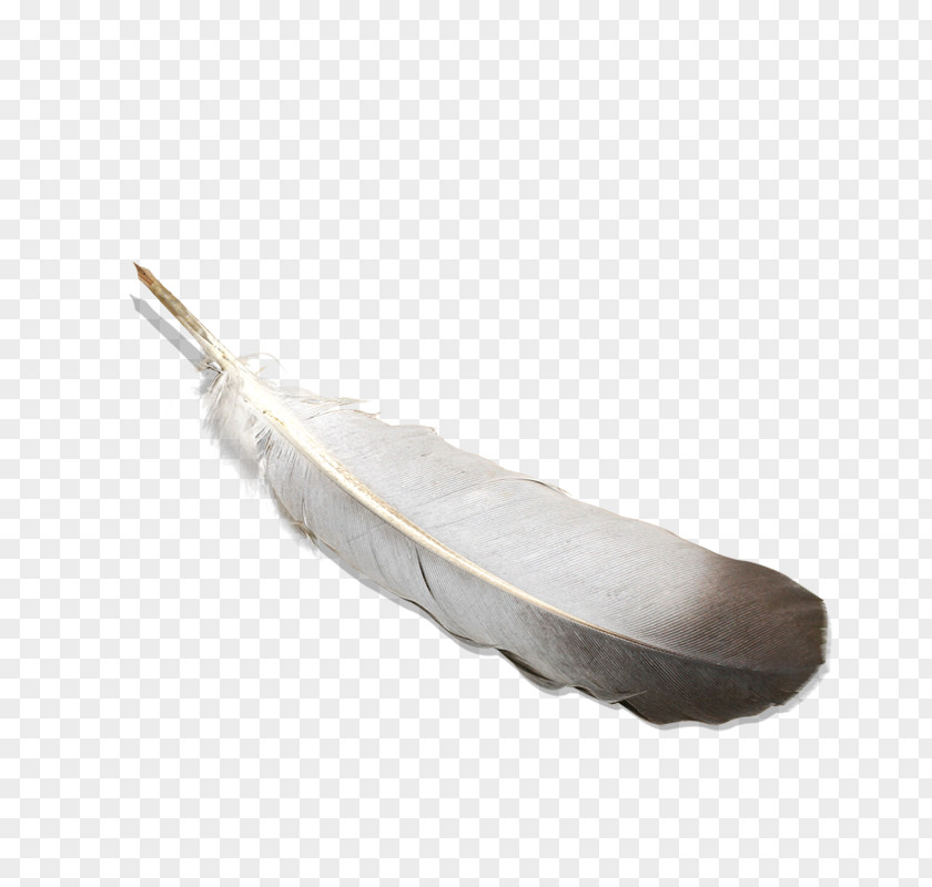 Feather Pen Quill PNG