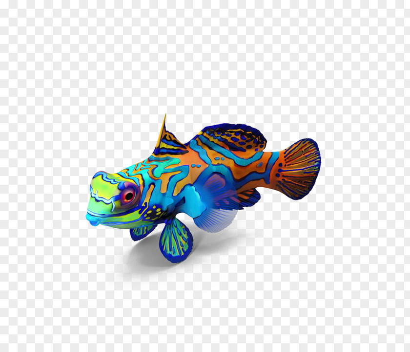 Fish Mandarinfish Image Desktop Wallpaper PNG