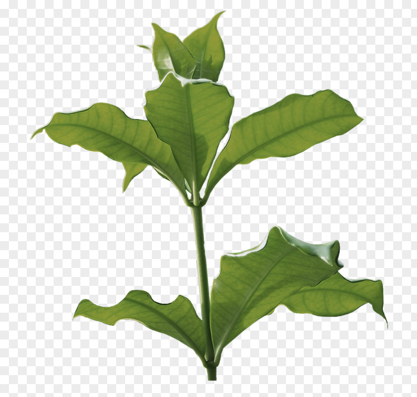 Green Grass Herbaceous Plant Albom Clip Art PNG