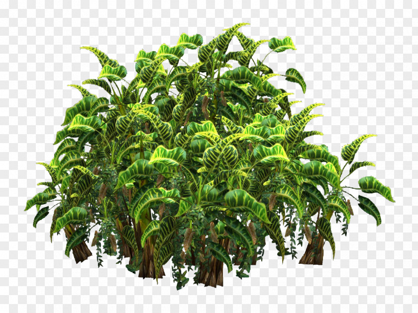 Plants Shrub Chamaedorea Elegans Houseplant Clip Art PNG