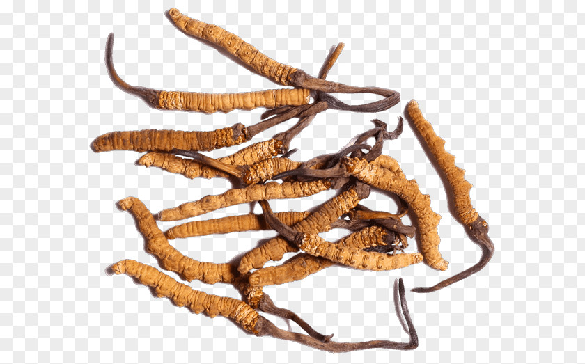 Yeouidodong Cordyceps Militaris Caterpillar Fungus Traditional Chinese Medicine Herbal Tonic PNG