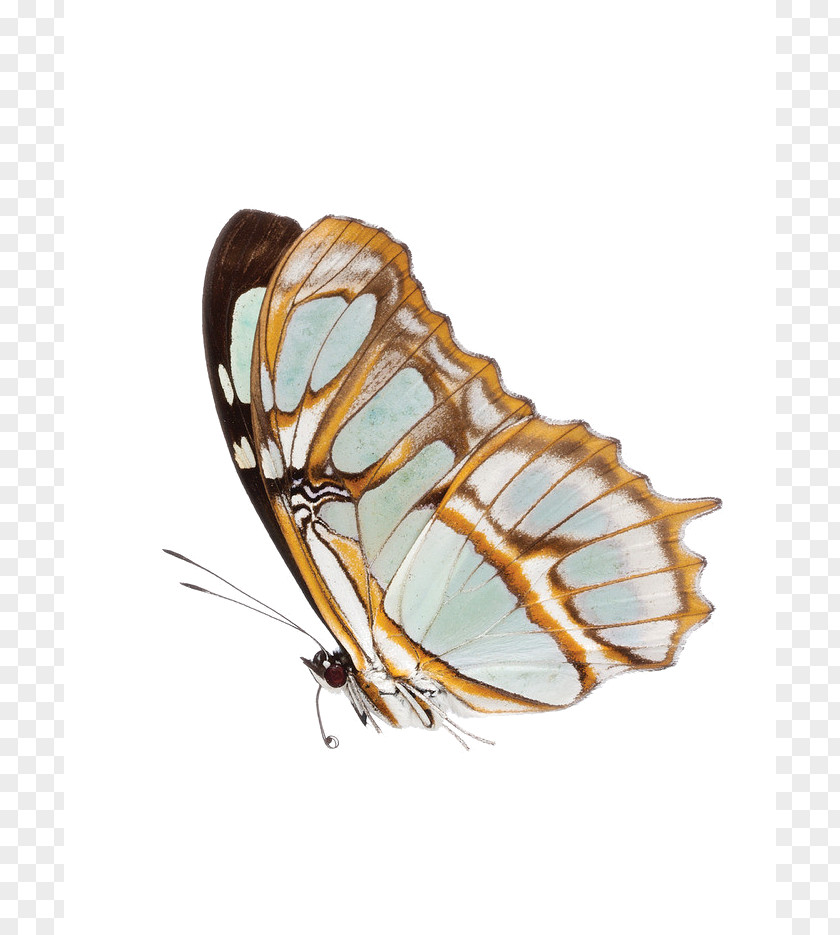 Butterfly Monarch JPEG Image PNG