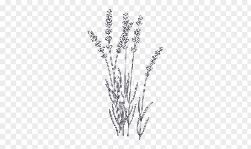 Lavender Plant Botanical Illustration Drawing PNG