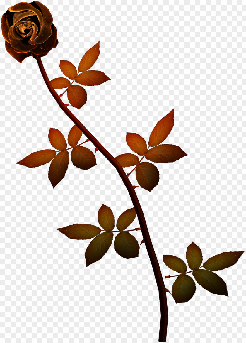 Plant Stem Twig Flower Leaf Branch PNG