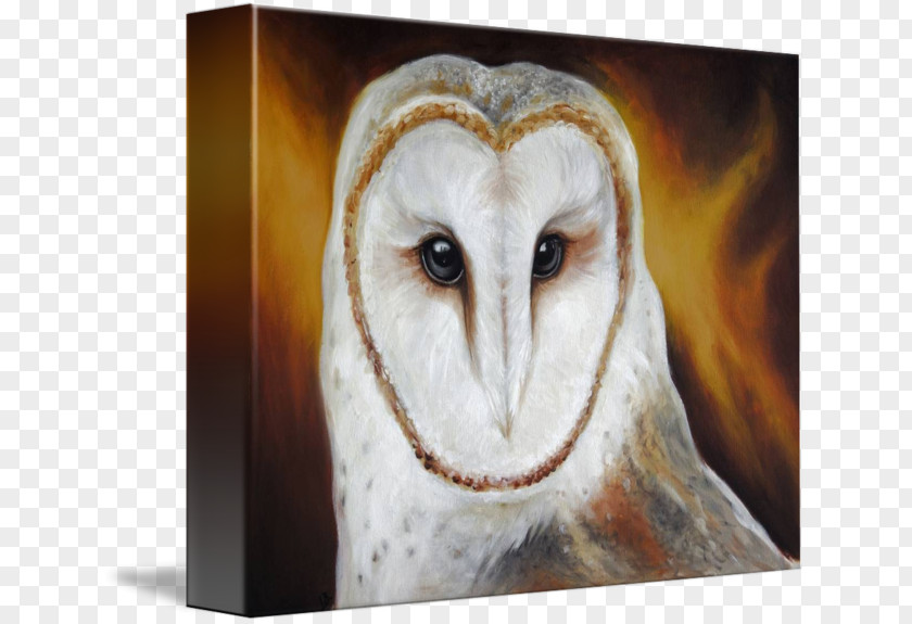 Barn Owl Fauna Beak PNG