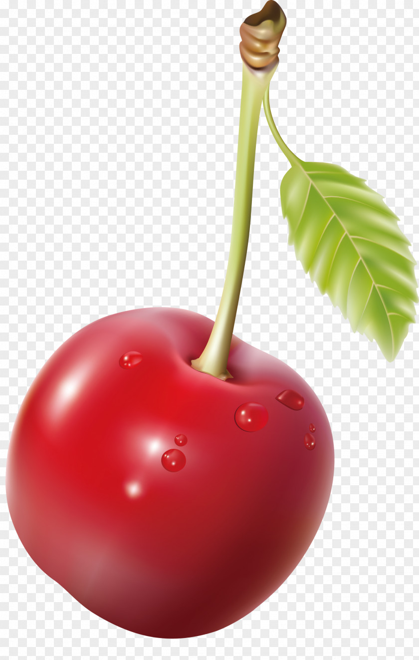 Cherry Fruit PNG