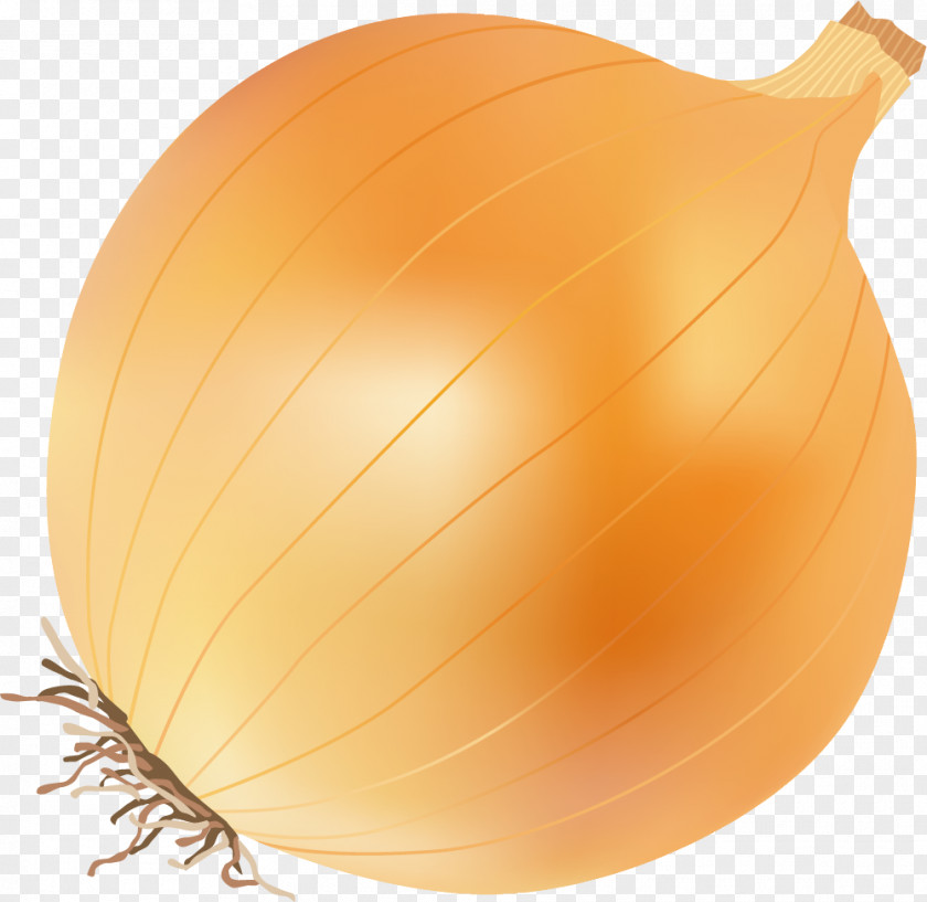 Hand Painted Yellow Onion Calabaza Clip Art PNG