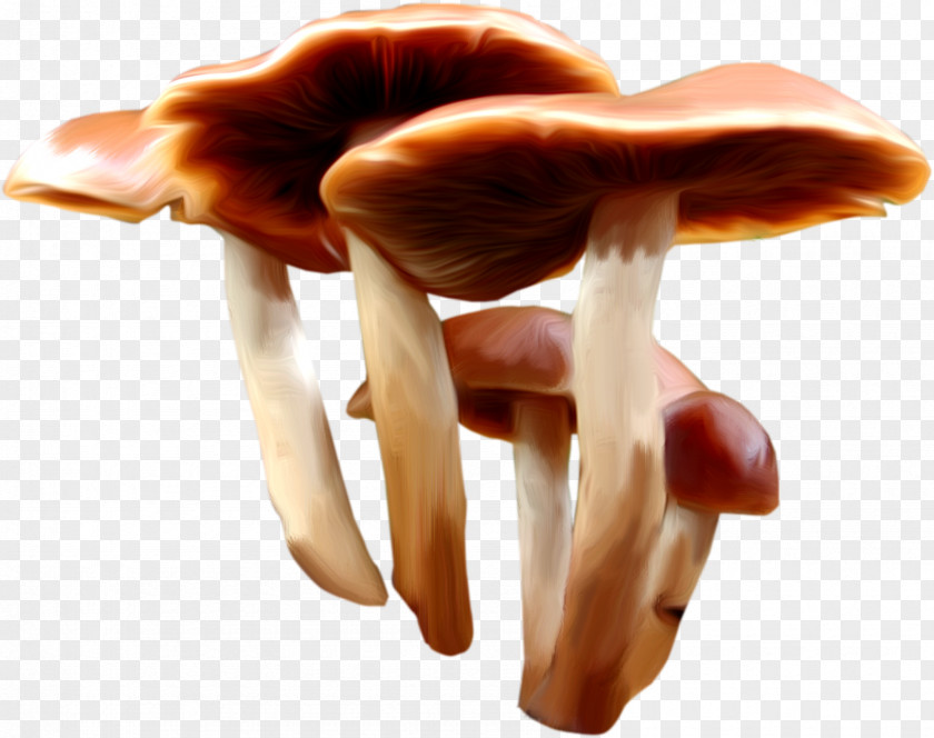 Mushroom Fungus Gratis PNG