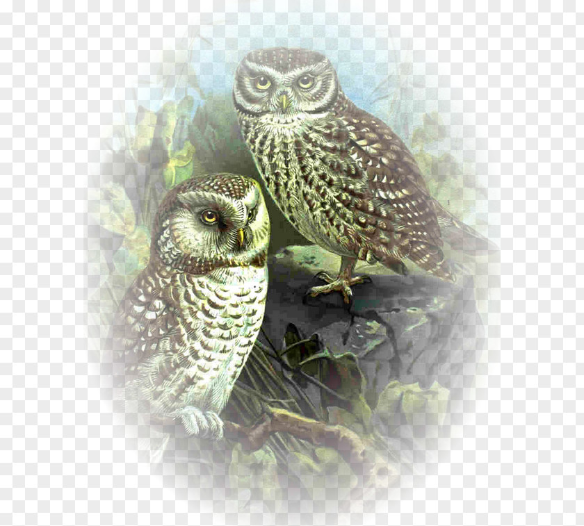 Owl Great Grey Clip Art PNG