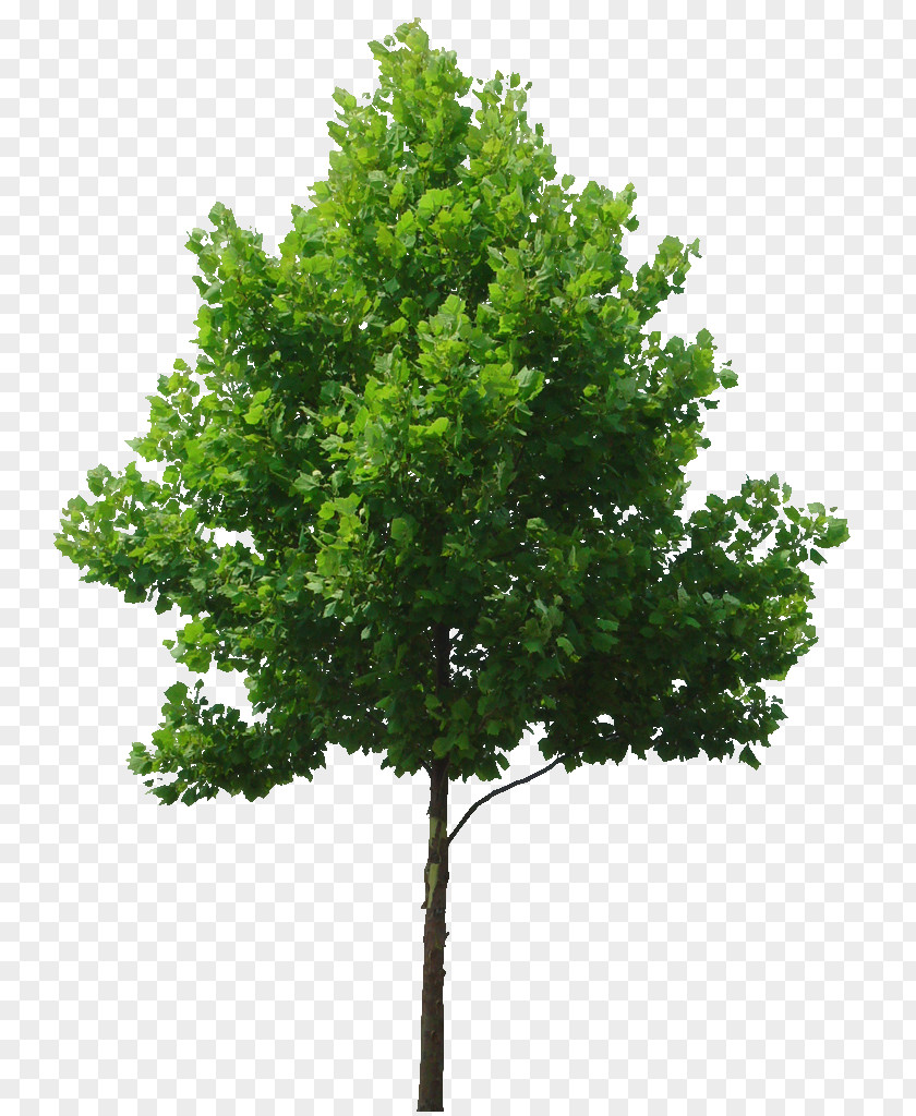 Tree Plan Birch Lindens Clip Art PNG