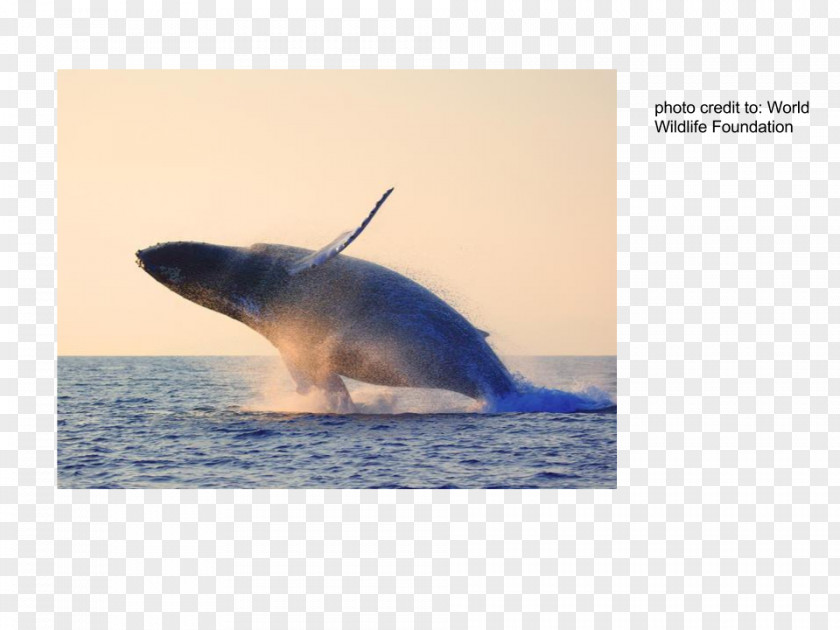 Dolphin Tucuxi Cetacea Sei Whale Blue PNG