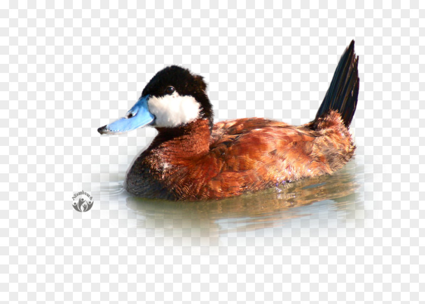 Duck Domestic Mallard Desktop Wallpaper Computer PNG