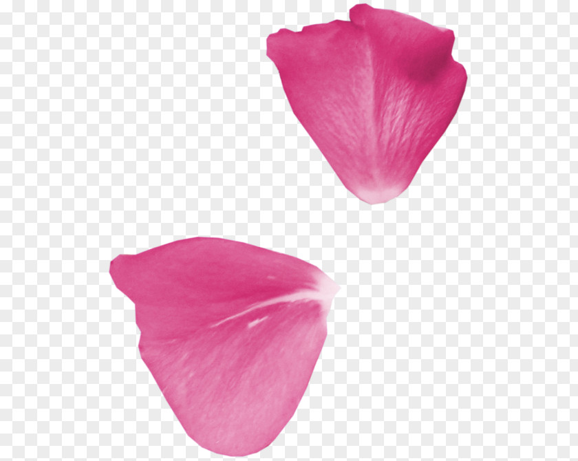 Petalos Petal Garden Roses Flower Clip Art PNG