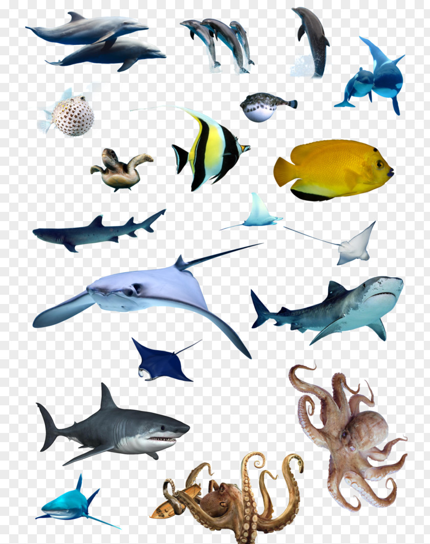 Sea Food Web Ocean Acidification Marine Biology Fish Mammal PNG
