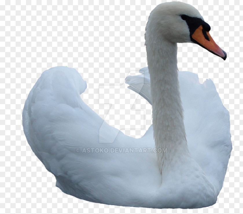 Swan Image Cygnini Bird PNG