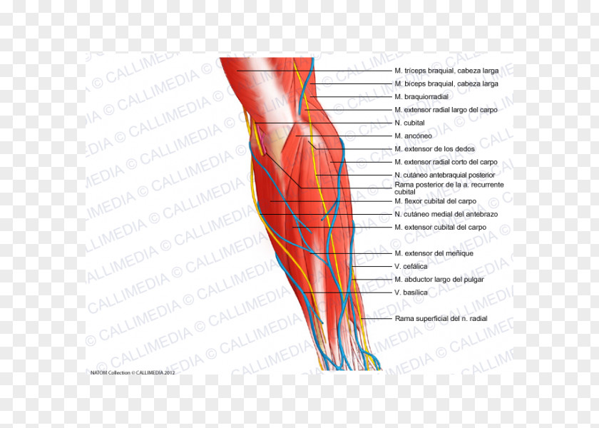 Arm Muscle Blood Vessel Forearm Nerve PNG