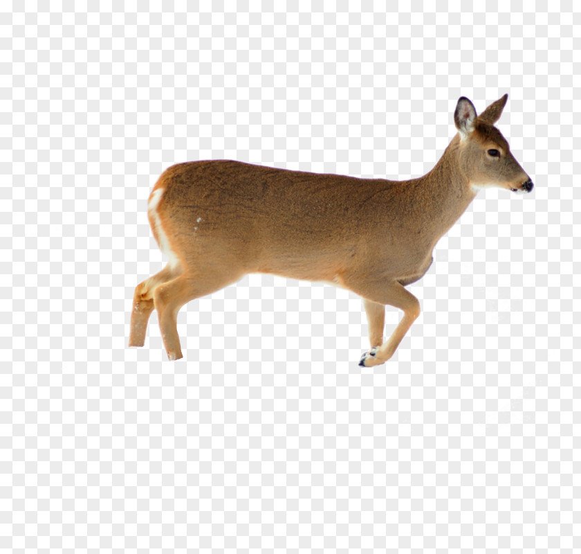 Deer Red White-tailed Roe Reflection PNG