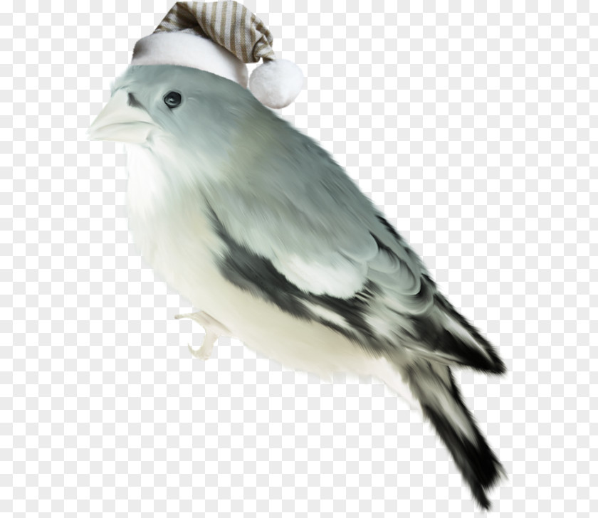 Hat Bird Winter Clip Art PNG