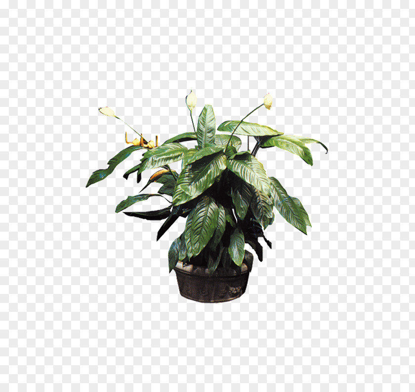 Potted Plants Plant Bonsai Flowerpot Tree PNG