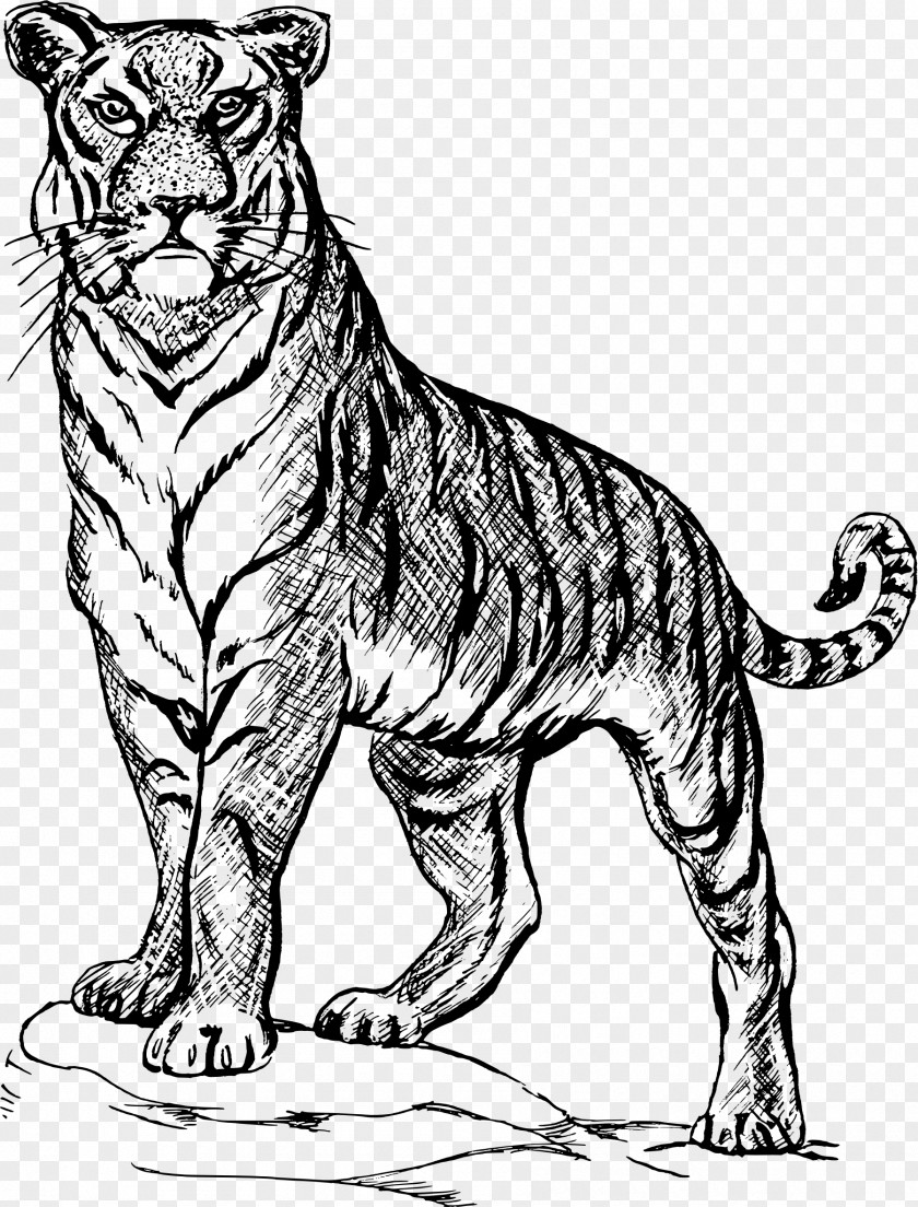 Tiger Drawing Line Art Sketch PNG