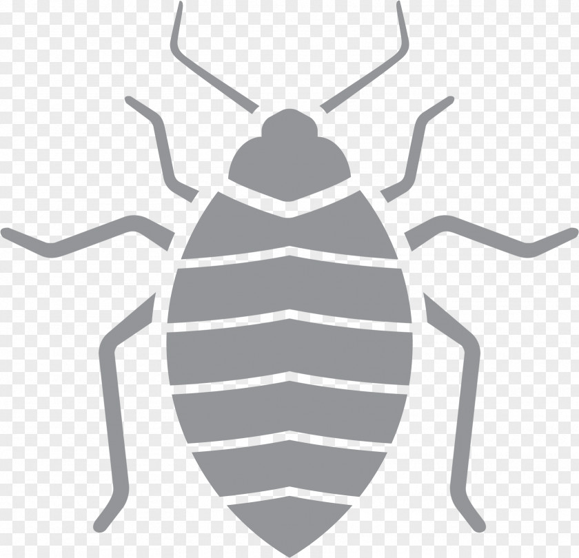 Darkling Beetles Blister Reading Cartoon PNG