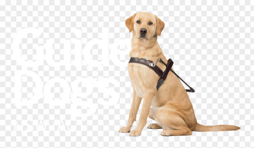 Dog Guide Dogs Victoria Puppy The For Blind Association PNG