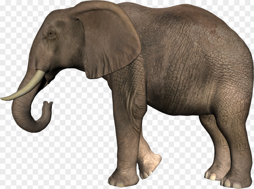 Elephant African Bush Asian Clip Art PNG
